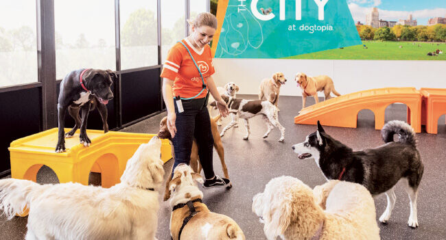 Dogtopia-650px.jpg